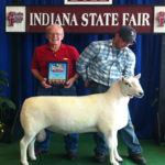 Indiana Champion Ram