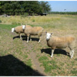 Yearling Ewes